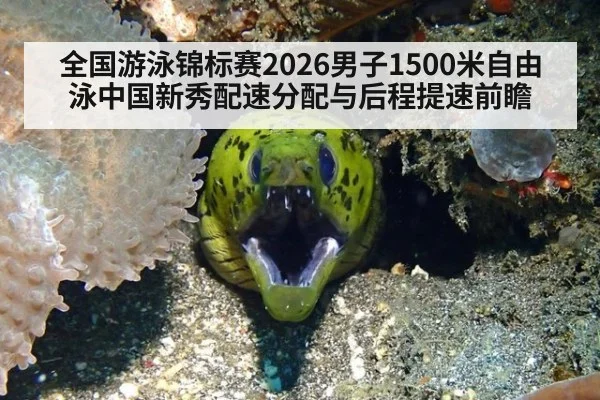 全国游泳锦标赛2026男子1500米自由泳中国新秀配速分配与后程提速前瞻